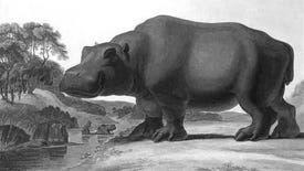 An old black and white vintage illustration of a hippo standing on the bank of a stream.